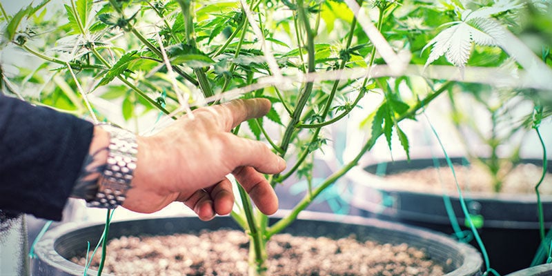 Più Ossigeno - Coltivare Di Cannabis