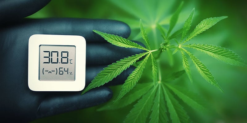 Temperatura - Coltivare Di Cannabis