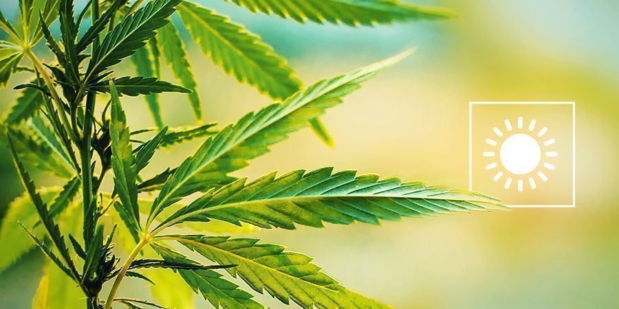 Scegliere Il Periodo Perfetto Per Coltivare Cannabis Outdoor