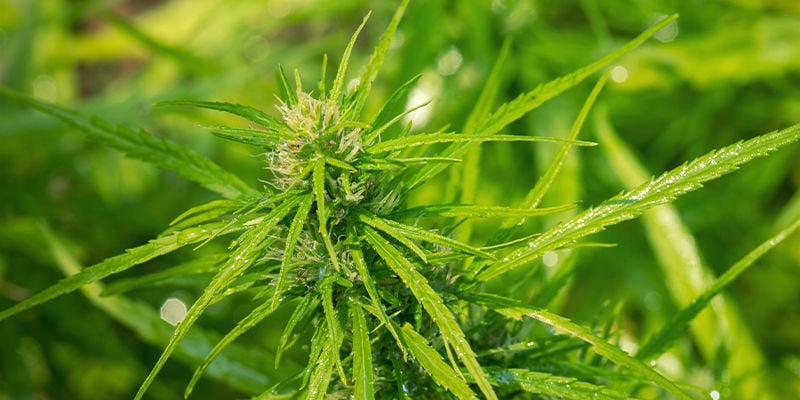 La Componente Autofiorente: Cannabis Ruderalis