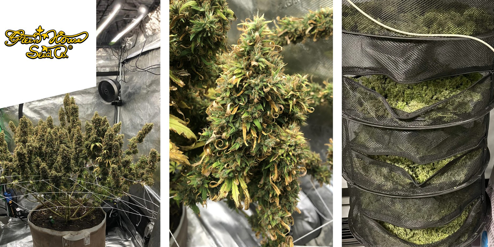 Neville's Haze: Greenhouse Seeds Neville's Haze: Greenhouse Seeds