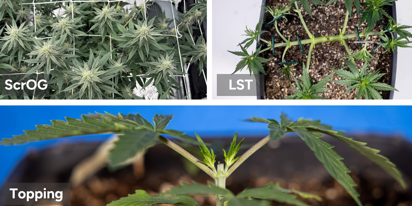 Tecniche comprovate per raccolti XXL