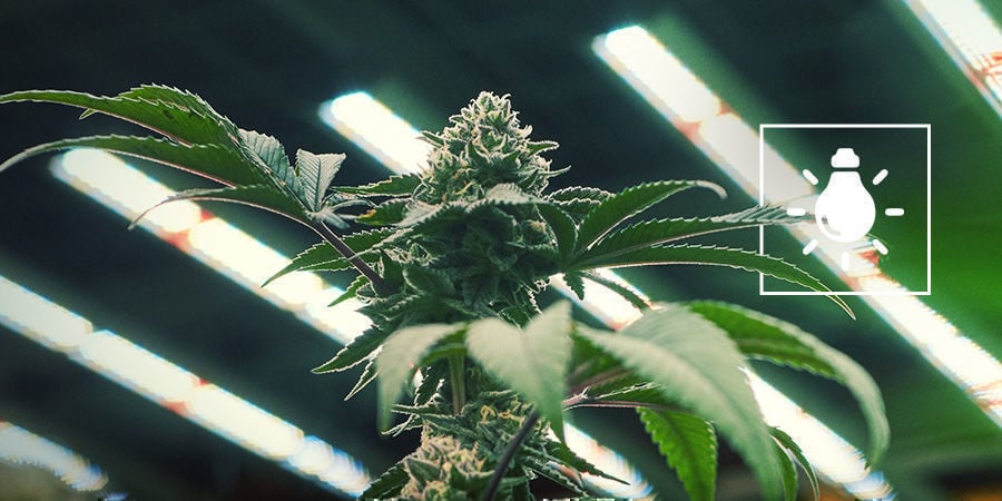 Di Quanta Luce Hanno Bisogno Le Piante Di Cannabis?