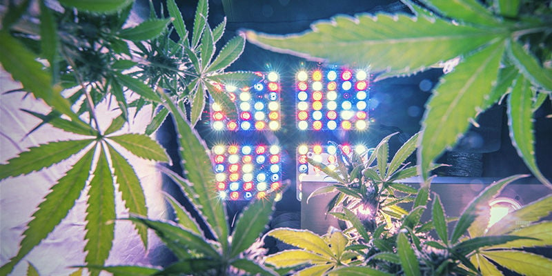 Come Determinare la Giusta Quantità di Luce per le Piante di Cannabis
