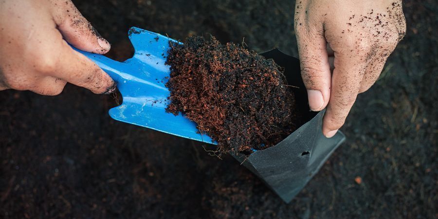 PERCHÉ NON PUOI UTILIZZARE UN TERRENO VECCHIO PER LE TUE PIANTE DI CANNABIS