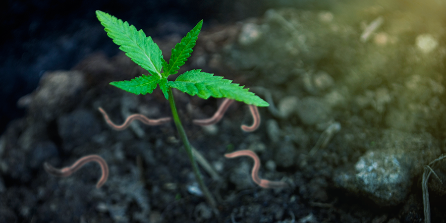 I BENEFICI DI COLTIVARE LA CANNABIS CON IL TUO COMPOST