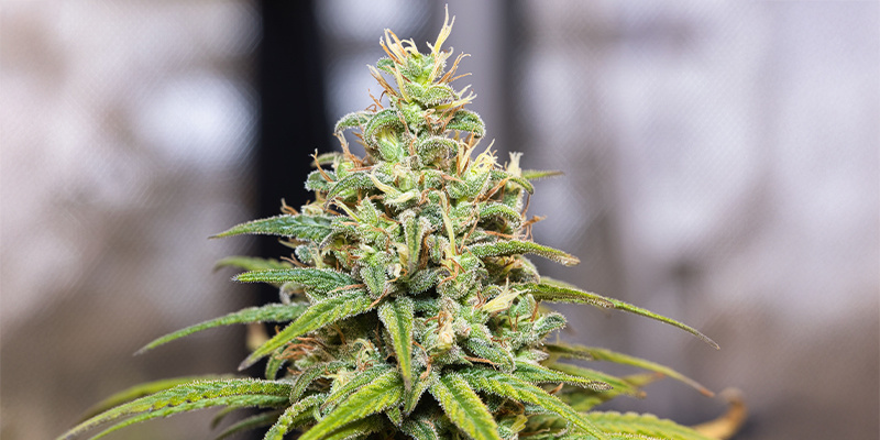 Pinene