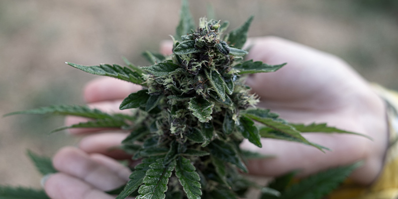 Le 3 migliori varietà di cannabis per ciascun terpene dominante
