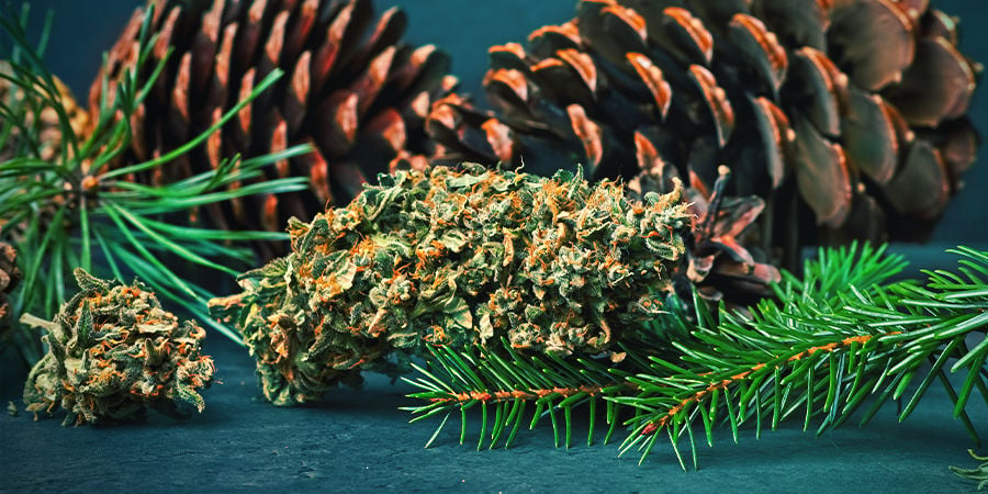 Pinene nella cannabis