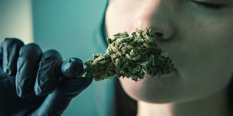 Perché I Terpeni Della Cannabis Sono Così Importanti?