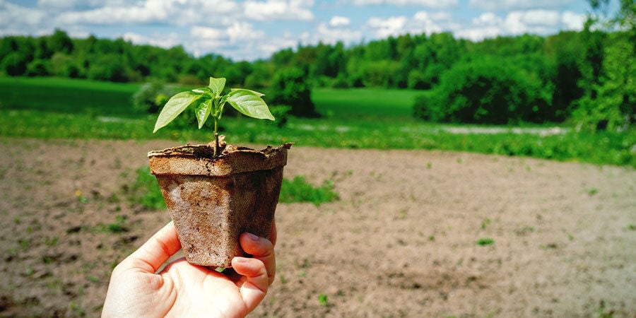 Coltivare Peperoncini Per Principianti: Temprare Plantule Peperoncino