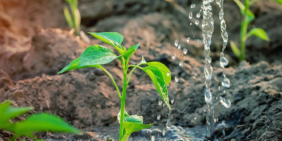 Coltivare Peperoncini Per Principianti: Aggiungere Sostanze Nutritive Durante Fioritura