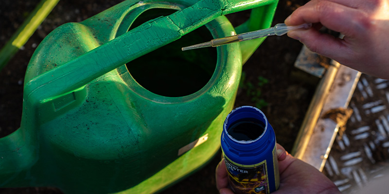 Cura della pianta di peperoncino: irrigazione, concimazione e gestione generale