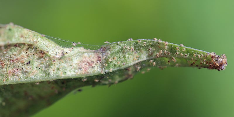 Problemi comuni nella coltivazione outdoor dei peperoncini
