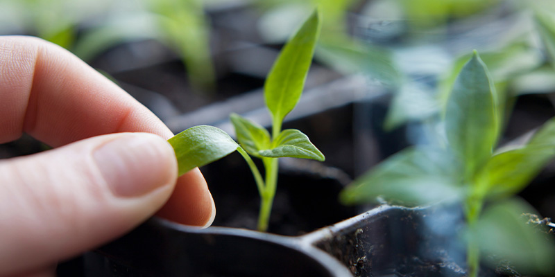 Fase da piantina: crescita iniziale della pianta di peperoncino