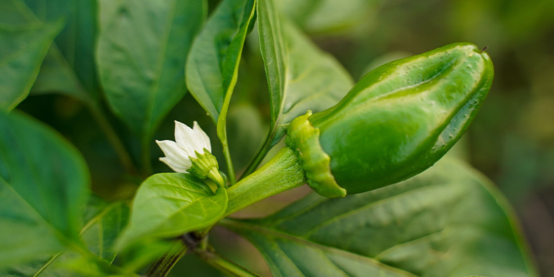 Dal fiore ai primi peperoncini