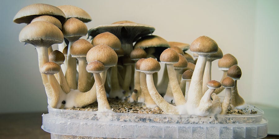 Cosa Sono I Funghi Allucinogeni (Psilocibina)?