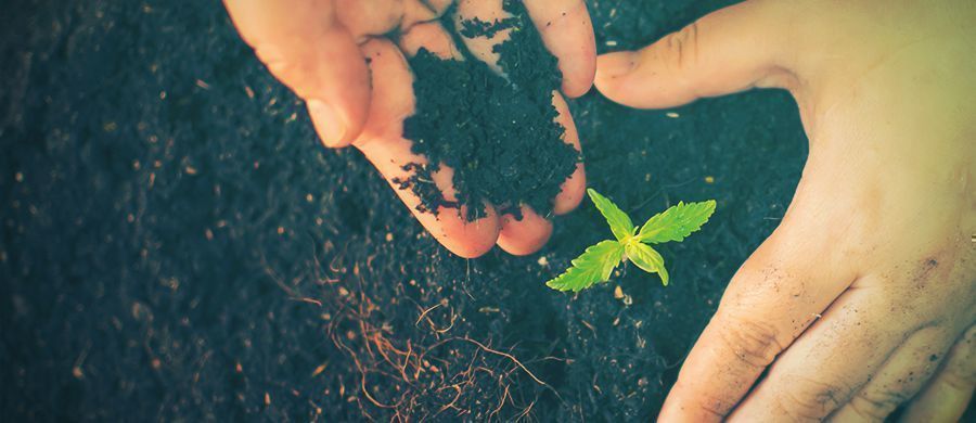 r/cannabiscultivation: Tutto Quello Che C’è Da Sapere Sulla Coltivazione In Un Unico Posto