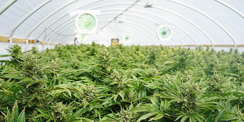 5. Coltivatore Di Cannabis