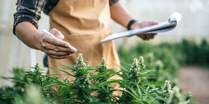 7 Lavori Nel Settore Della Cannabis