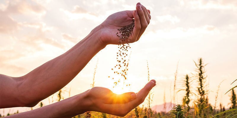 Hai Sempre Desiderato Lavorare Nel Settore Della Cannabis?