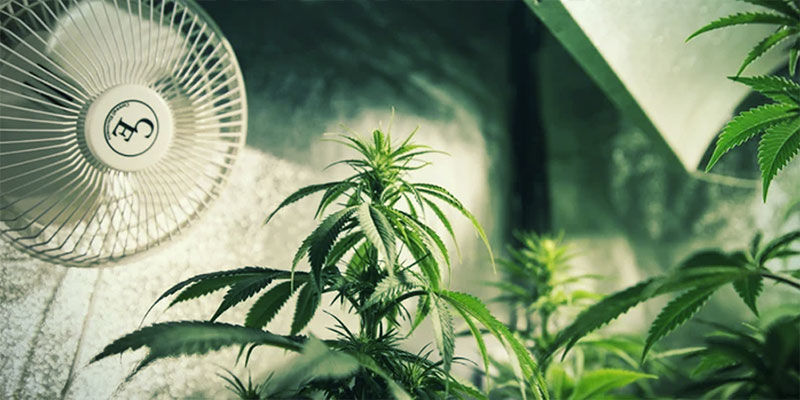 Controllare La Fioritura Di Cannabis Con La Privazione Della Luce: Assicurate una Ventilazione Adeguata