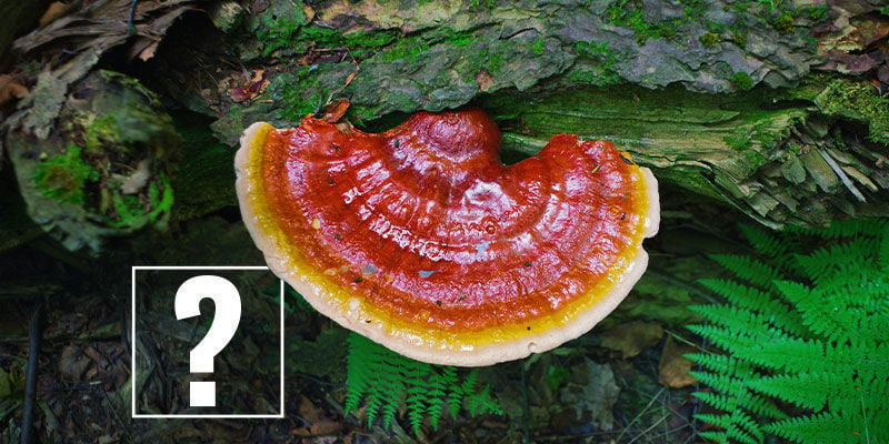 Funghi Reishi: Valgono la Pena?