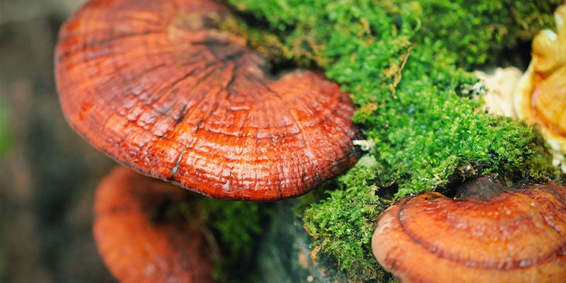 Cos’È Fungo Reishi (Ganoderma lucidum)