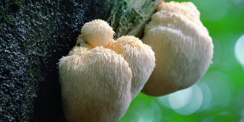 Fungo Criniera di Leone (Hericium erinaceus)