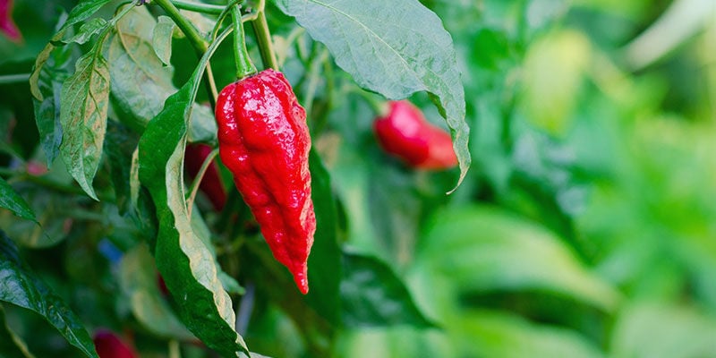 Quanto Tempo Impiegano A Crescere I Peperoncini Bhut Jolokia?