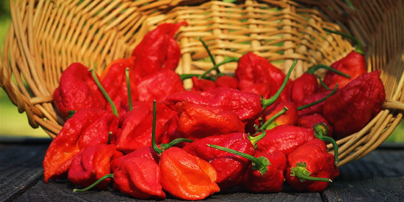 Cos’è Il Peperoncino Bhut Jolokia?