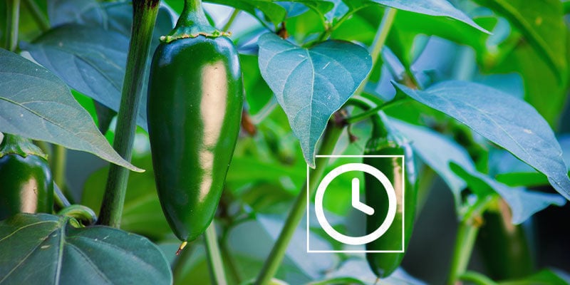 Quanto Tempo Impiegano Le Piante Di Jalapeño A Crescere?