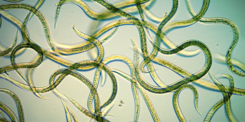 Utilizza I Nematodi