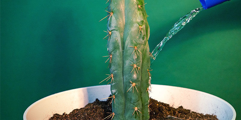 Prendersi Cura Dell’Echinopsis Zamnesiana