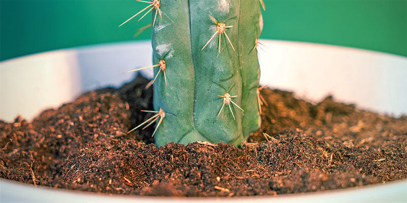 Come Coltivare l’Echinopsis Zamnesiana