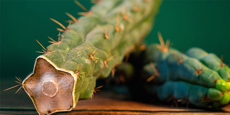 Come Identificare L’echinopsis Zamnesiana