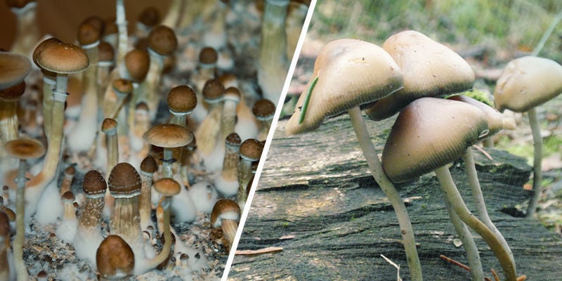Quante Specie Di Funghi Allucinogeni Esistono?