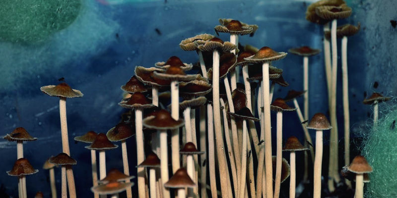 Psilocybe Samuiensis