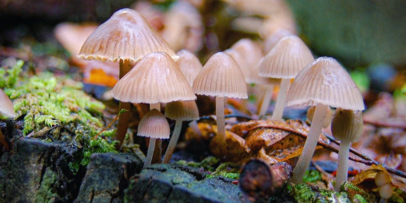 Psilocybe Semilanceata