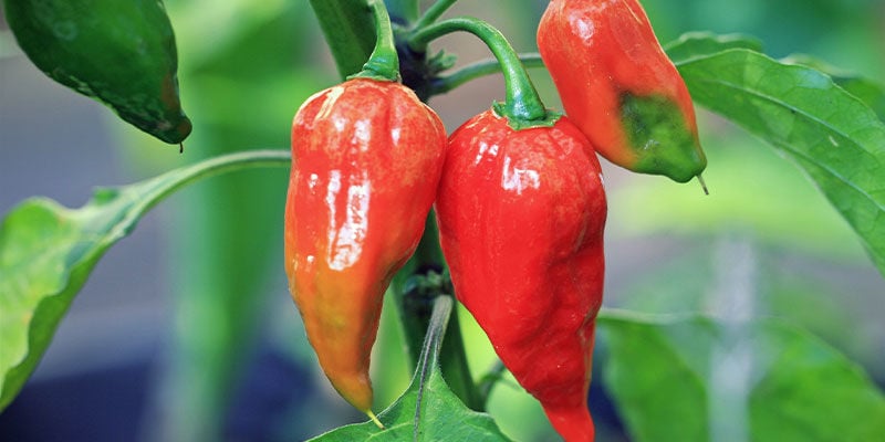 Peperoncini Più Piccanti: Ghost Pepper (Bhut Jolokia)