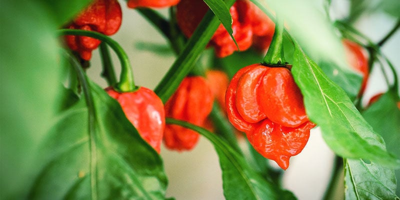 Peperoncini Più Piccanti: Trinidad Moruga Scorpion