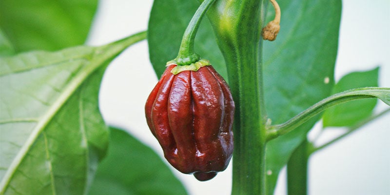 Peperoncini Più Piccanti: Chocolate Bhutlah