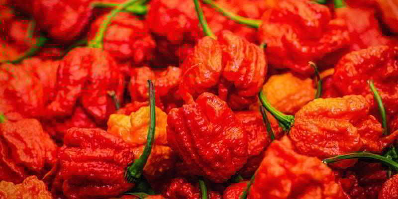 Infinity Chilli: 1,25 milioni SHU