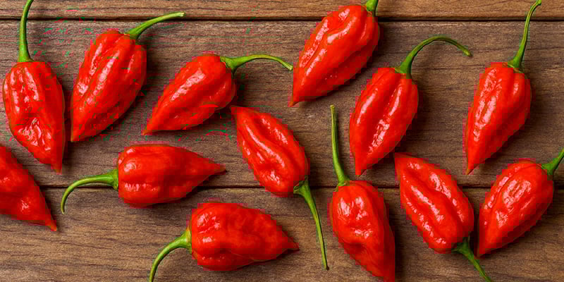 Komodo Dragon: 2,2 milioni SHU