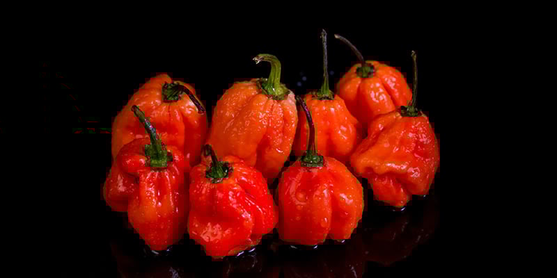 Naga Viper: 1,38 milioni SHU