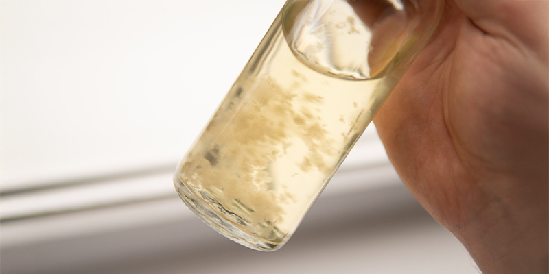 Coltivate senza pensieri la vostra coltura liquida fatta in casa!