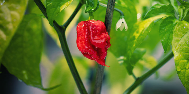 Peperoncini Carolina Reaper