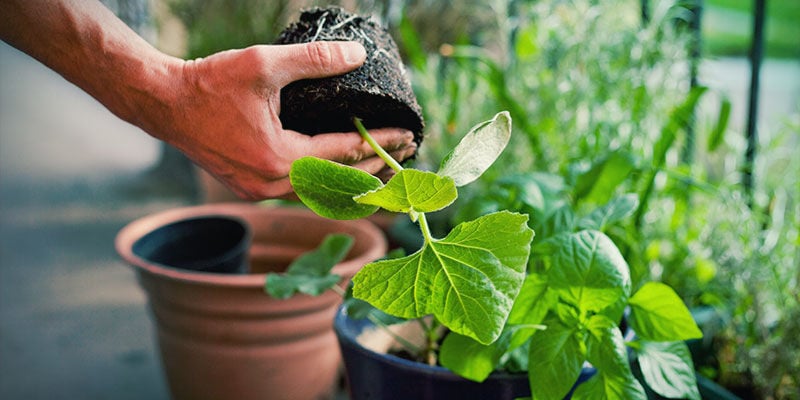 Quando travasare le plantule di peperoncino?