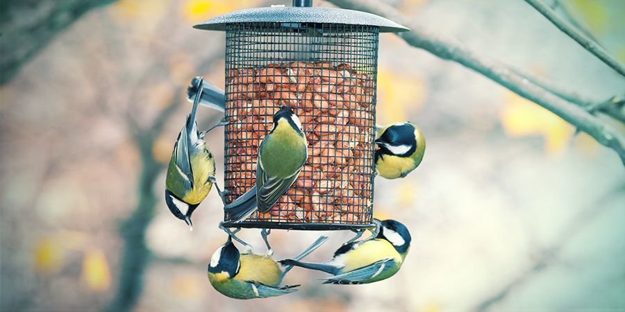 Usi della Canapa: Cibo per Animali