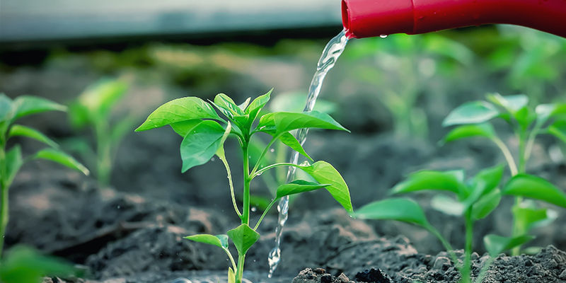 Somministrare Acqua Con Moderazione